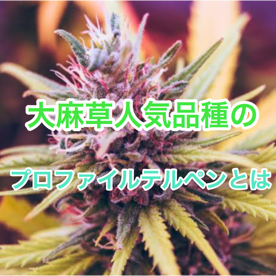 大麻草人気品種のプロファイルテルペンとは - Natural Clover CBD